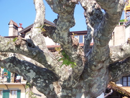080 Nyon 05 12