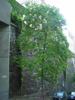 IMG 5339