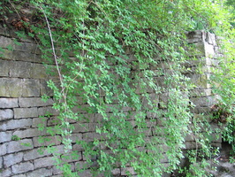 IMG 7210
