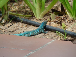 DSC00516