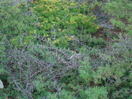 DSC00704