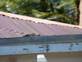 DSC00810