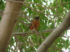 DSC01160