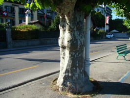 DSC01360 human backside tree