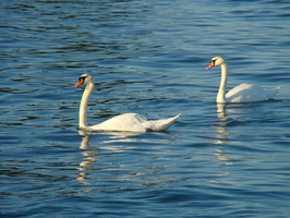 DSC01367