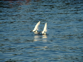 DSC01369