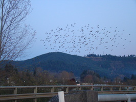 DSC02087