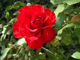 DSC02791