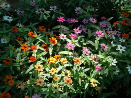 DSC02811