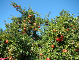 DSC02912