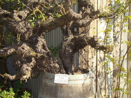 DSC02960