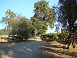 DSC02981