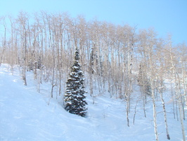 DSC03271