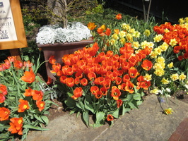 IMG 1453-1060687012