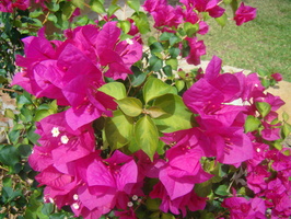 DSC03956