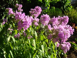 DSC04117