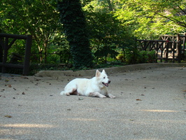 DSC04536