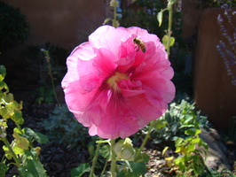 DSC00339