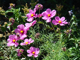 DSC00384