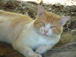 DSC01985