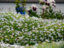DSC02085