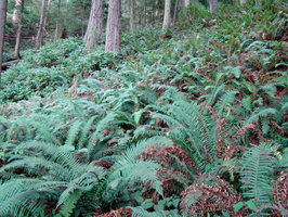 DSC02196