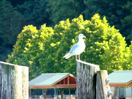 DSC02438
