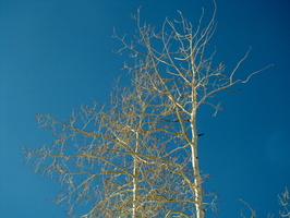 DSC02992