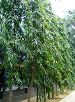 DSC03130