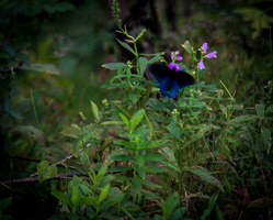 2018 10 - Gatlinburg Tennessee Butterfly1