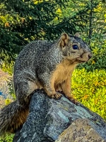 IMG 0529
