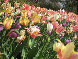 2010 Mar-Dallas Arboretum March